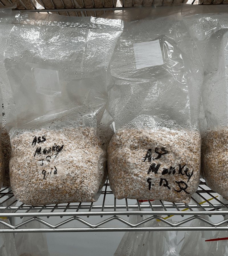 Nutcracker Colonized Grain Spawn Bag