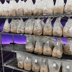 Colonized Grain Spawn Bags