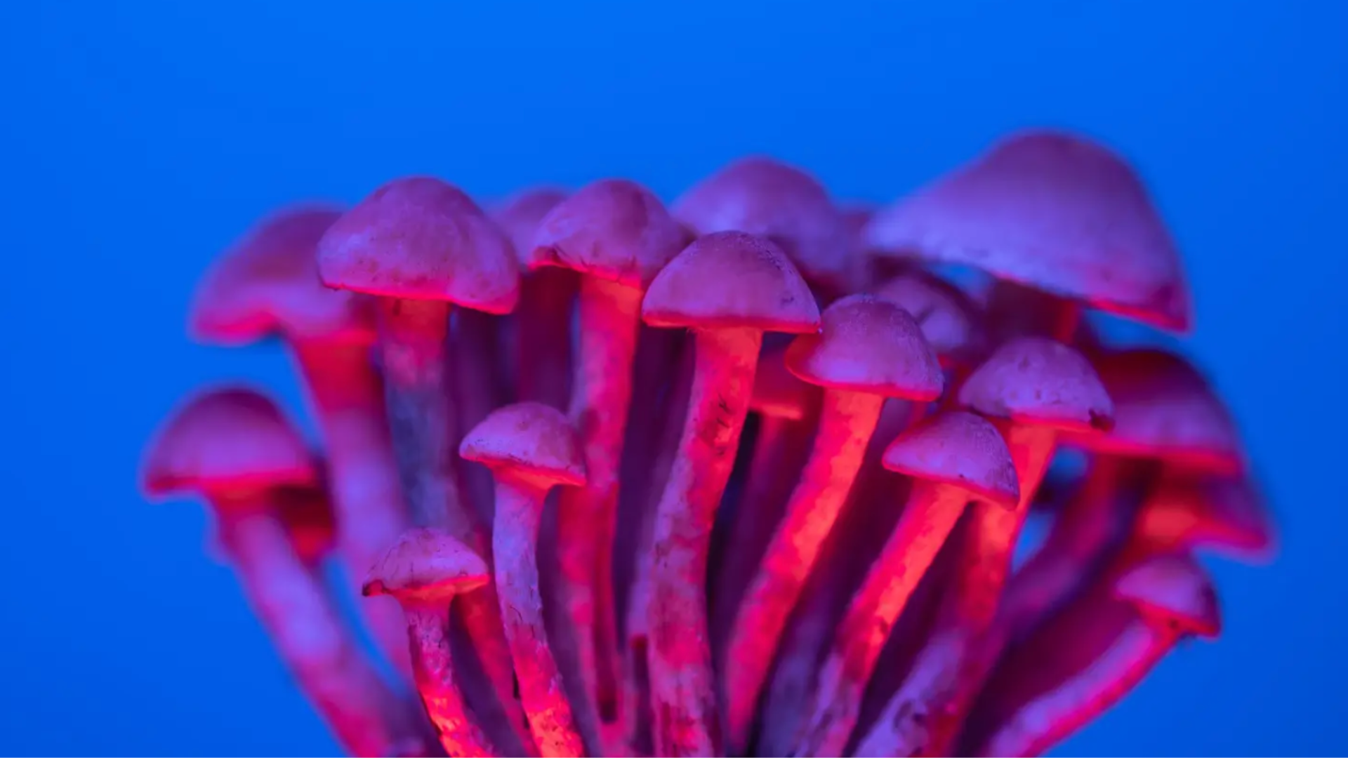 3 Easiest Magic Mushrooms to Grow: A Personal Guide